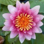 Nymphaea Attraction