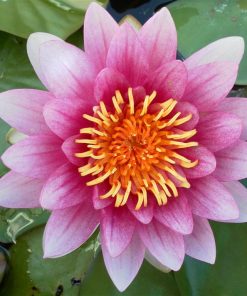 Nymphaea Attraction