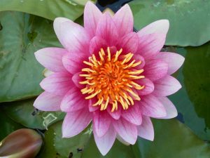 Nymphaea Attraction