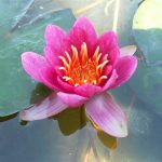 Nymphaea Bateau (Arethusa)