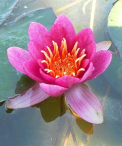 Nymphaea Bateau (Arethusa)