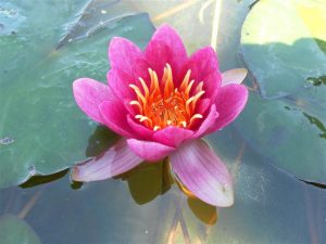 Nymphaea Bateau (Arethusa)