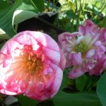 Nelumbo Ben Gibson