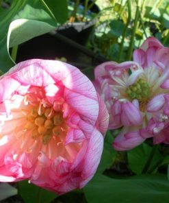 Nelumbo Ben Gibson
