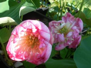 Nelumbo Ben Gibson