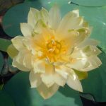 Nelumbo Bing Jiao