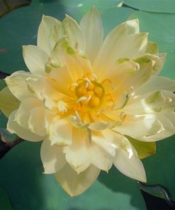 Nelumbo Bing Jiao