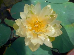 Nelumbo Bing Jiao