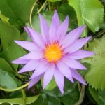 Nymphaea Black Prince