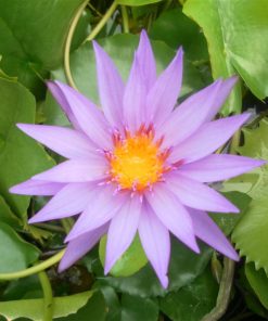 Nymphaea Black Prince