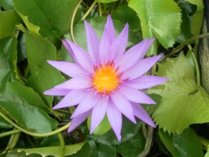 Nymphaea Black Prince