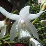 Bletilla Striata