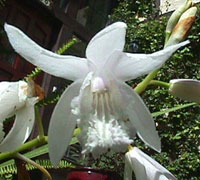 Bletilla Striata