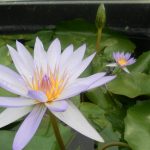 Nymphaea Blue Beauty
