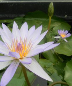 Nymphaea Blue Beauty