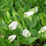 Calla Palustris