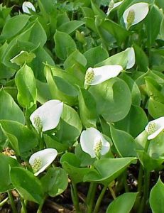 Calla Palustris