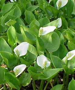 Calla Palustris