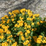 Caltha Palustris