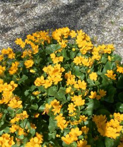 Caltha Palustris