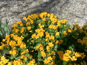 Caltha Palustris
