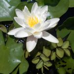 Nymphaea Candidissima