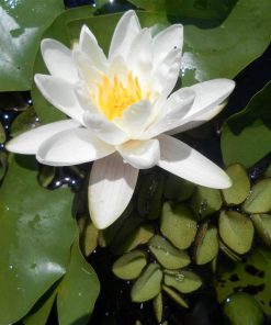 Nymphaea Candidissima