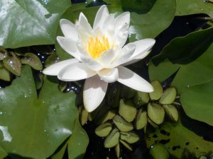 Nymphaea Candidissima