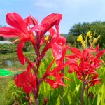 Canna Endeavour
