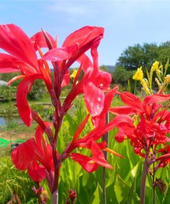 Canna Endeavour