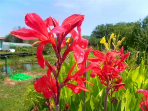 Canna Endeavour