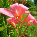 Canna Erebus