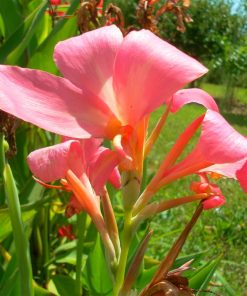 Canna Erebus