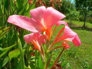 Canna Erebus