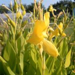 Canna Ra