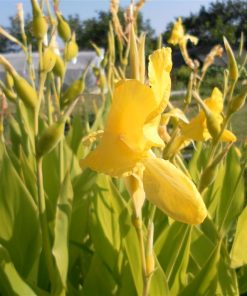 Canna Ra