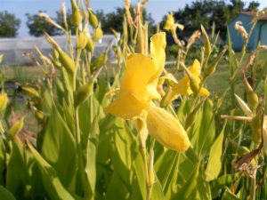 Canna Ra