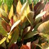 Canna Victorius