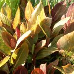 Canna Victorius