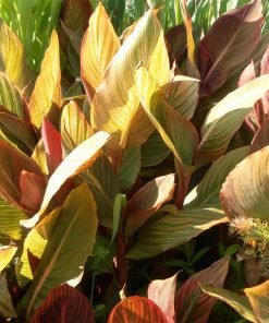 Canna Victorius