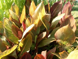 Canna Victorius