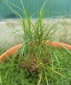 Carex muskingumensis