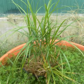 Carex muskingumensis