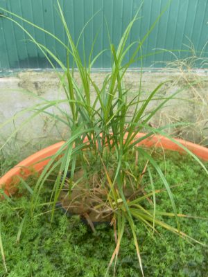 Carex muskingumensis