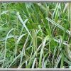 Carex Pendula