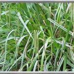 Carex Pendula