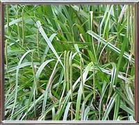 Carex Pendula