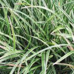 Carex Morrowii