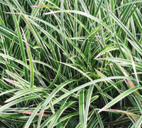Carex Morrowii