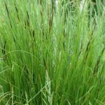 Carex Nigra